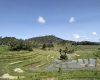 sawah terasering mareje