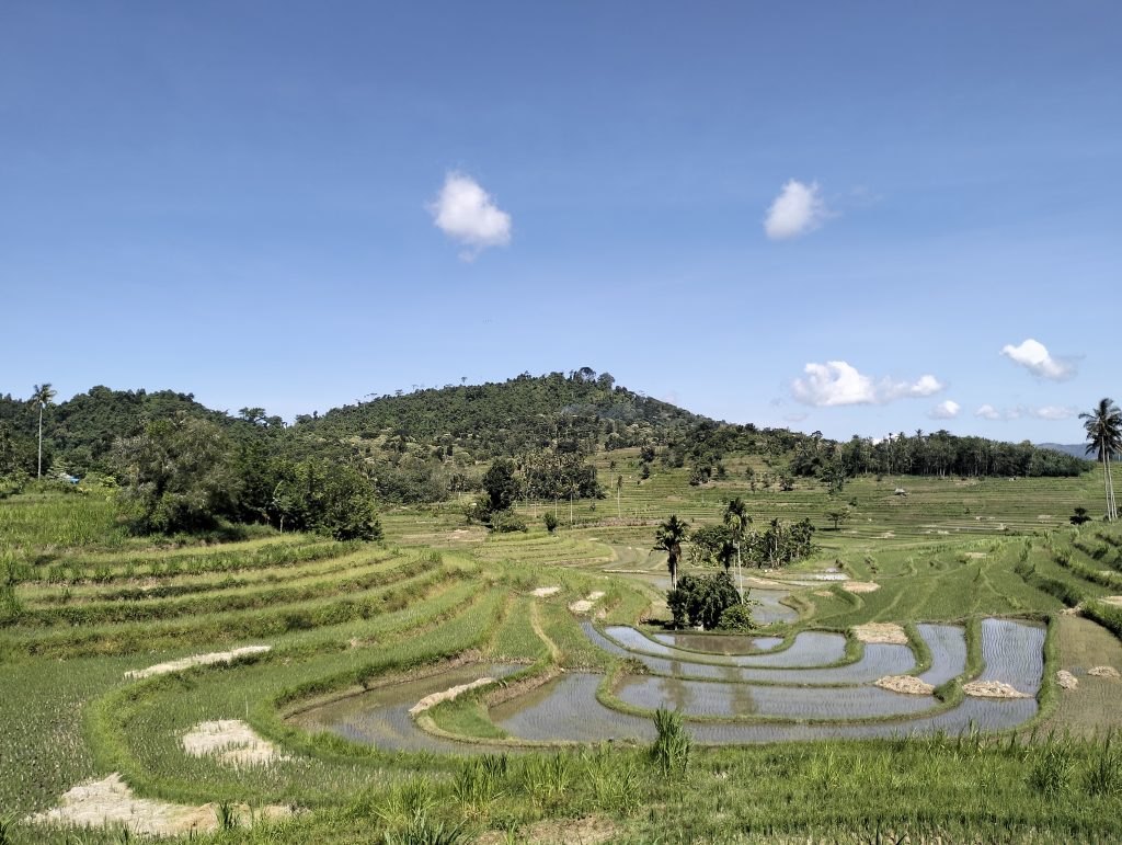 sawah terasering mareje