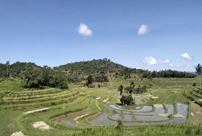 sawah terasering mareje