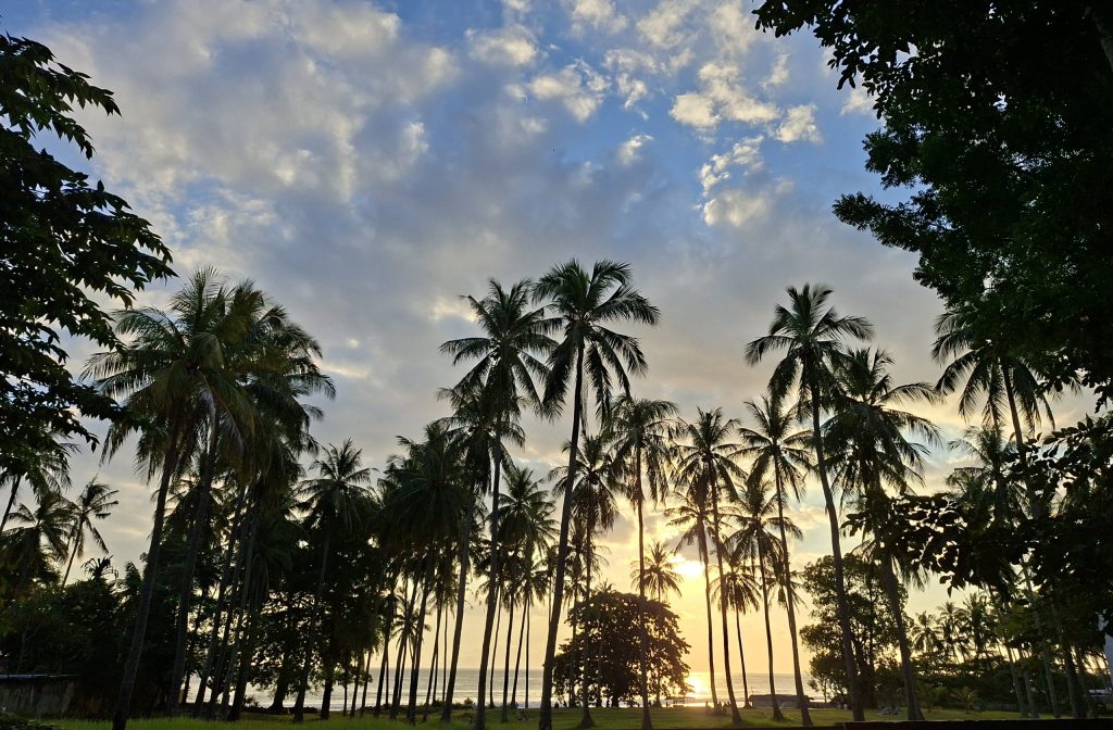 barisan pohon kelapa klui